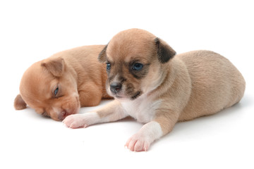 Obraz premium cute chihuahua puppies lying on white background