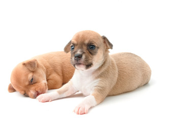 Fototapeta na wymiar cute chihuahua puppies lying on white background