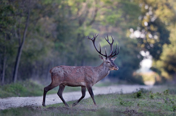 Red deer in forest