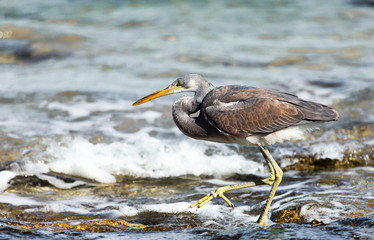 Egret on the beach.