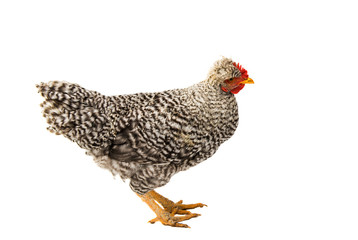 gray young rooster
