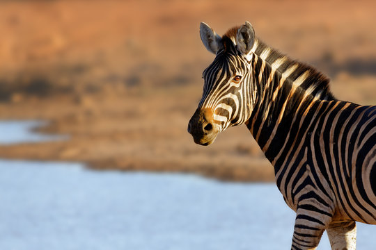 Fototapeta Portrait of a zebra in golden light at watering hole. Equus quagga