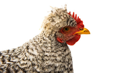 gray young rooster