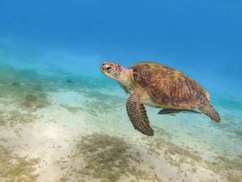 Green sea turtle swimming underwater Red Sea. Egypt