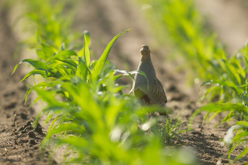agricultural field