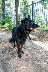 Black dog on the nature