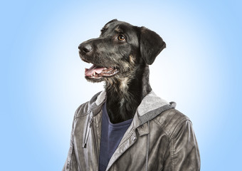 Cool fashionable dog dressed in trendy leather jacket