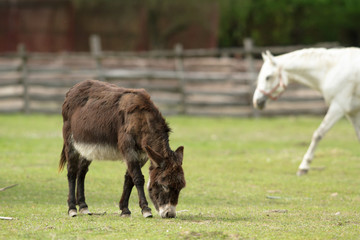 Obraz premium donkey