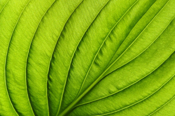  green leaf texture