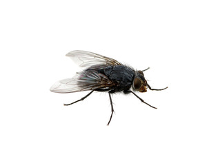 fly on a white