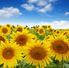 Fototapeta premium sunflowers field on sky