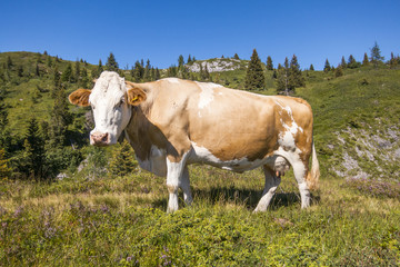 Fototapeta na wymiar beautiful cow enjoying sunlight in the mountain