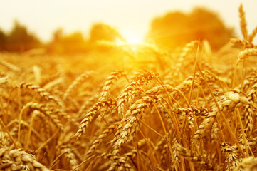  Wheat field on sun