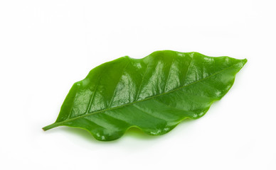 green coffee leaf isolated on white background.