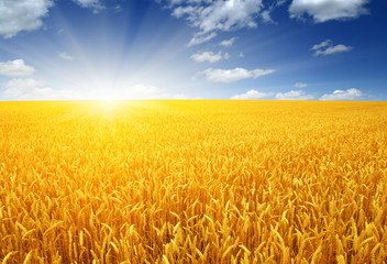 Naklejka premium wheat field and sun