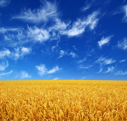 wheat field and sky © Alekss