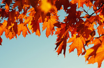 autumn leaves on sky