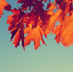 autumn leaves on sky