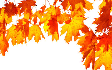  autumn leaves isolated on white