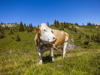 beautiful cow enjoying sunlight in the mountain