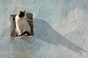 Gato sentado na janela observando