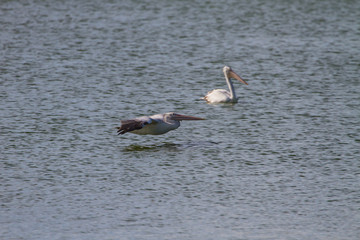 Spot-billed pelican( Pelecanus philippensis)