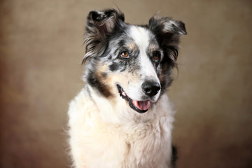 betagte Australian Shepherd-H&uuml;ndin im Studio