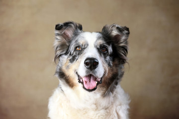 betagte Australian Shepherd-Hündin im Studio