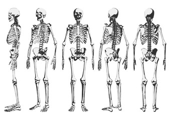 Human skeleton set. Vector illustration.