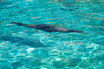 sea lion underwater