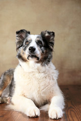 betagte Australian Shepherd-Hündin im Studio