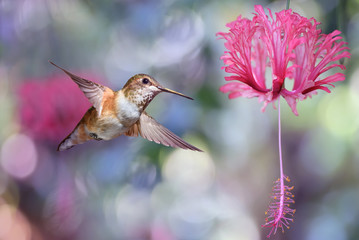 Annas Hummingbird over blurred purple background