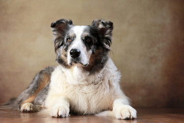 betagte Australian Shepherd-H&uuml;ndin im Studio