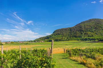 Naklejka premium rural landscape of grape field