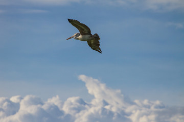 Obraz premium Spot-billed pelican( Pelecanus philippensis)