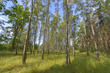 Fototapeta premium meadow