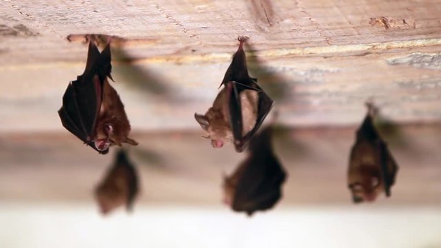 Familis of bats hanging with their young.