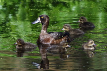 Tufted duck floats with ducklings on the lake