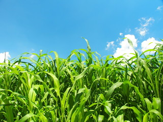 ソルゴーと夏空