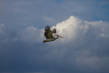 Spot-billed pelican( Pelecanus philippensis)