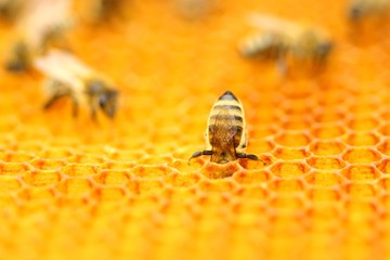 Honeybee in honeycomb