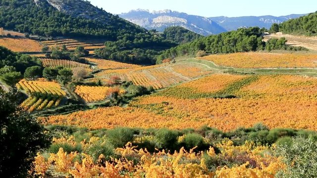 Vignobles proven&ccedil;aux