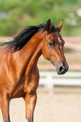 Obraz premium Bay horse portrait run outdoor