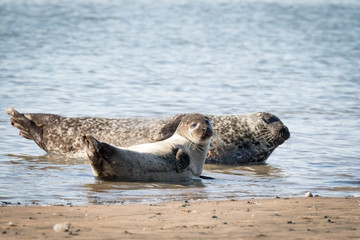 Grey seals