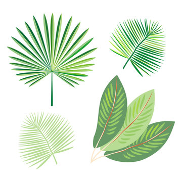 Set of tropical exotic palm leaf. Vector.