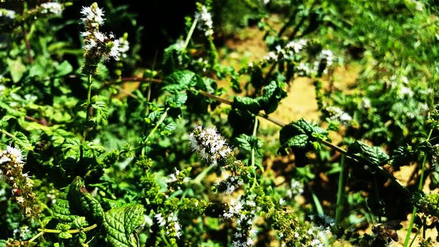 ape su fiori di menta