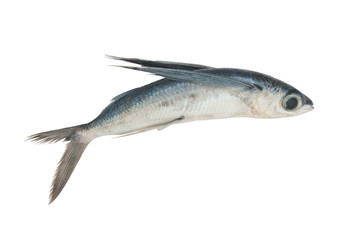 Tropical flying fish isolated