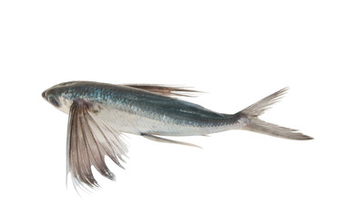 Tropical flying fish isolated