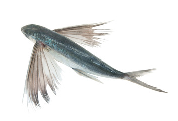 Tropical flying fish isolated