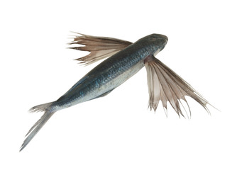 Tropical flying fish isolated